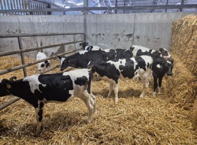 Six  Pedigree Registered Holstein Friesian Calves