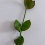 Tall hoya densifolia Image 3