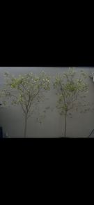 olive trees