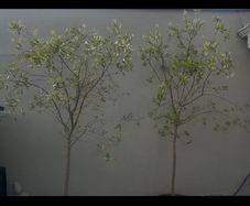 olive trees