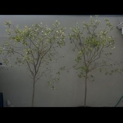 olive trees