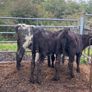 5 super heifer calves Image 4