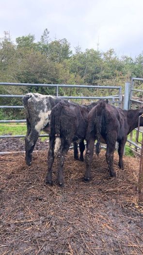 5 super heifer calves