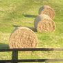 ALL GONE. .   Fresh Round Hay Bales Image 2
