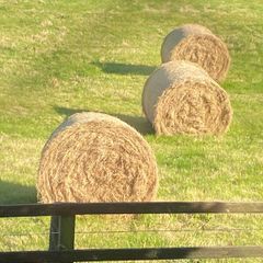 ALL GONE. .   Fresh Round Hay Bales