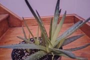 Plants