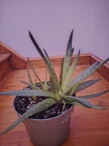 Plants