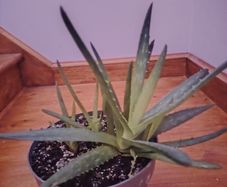 Plants