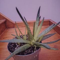 Plants