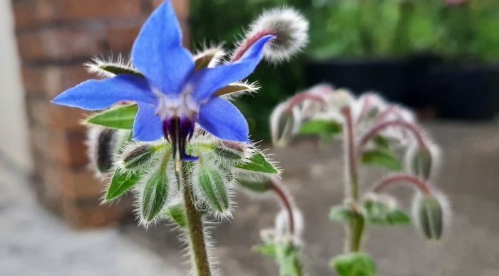 Borage / Star Flower