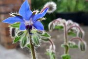 Borage / Star Flower