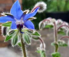 Borage / Star Flower
