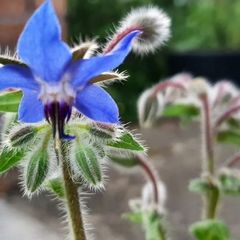 Borage / Star Flower