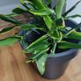 Yucca houseplant Image 6