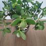 Jade plant Image 6