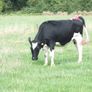 8 Pedigree registered Incalf Heifers Image 3