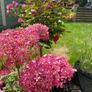 Hydrangea - Pink Annabelle x 2 Image 9