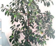 plant Ficus benjamina