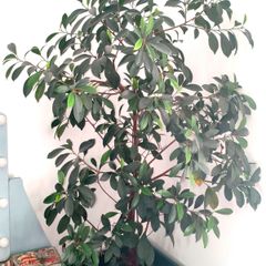 plant Ficus benjamina