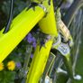 Colnago Master Image 3