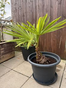 Palm tree for the garden or terrace