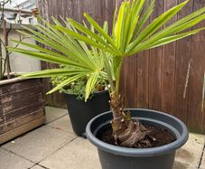 Palm tree for the garden or terrace