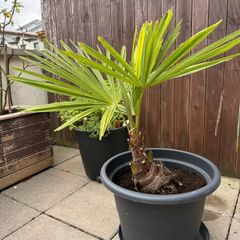 Palm tree for the garden or terrace