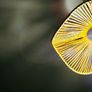 celing Image 5