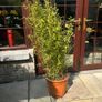 Bamboo Image 2