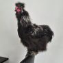 3 Purebred Silkie Cockerels Image 5