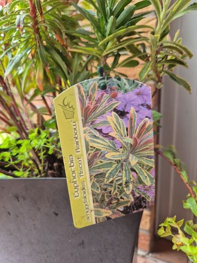 EUphorbia