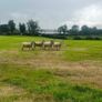 40 Hoggets Image 3