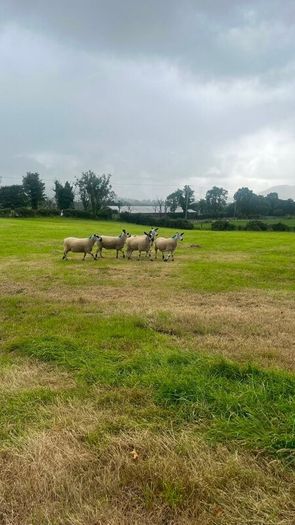 40 Hoggets
