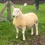 North country cheviot shearling rams Image 3