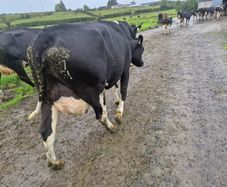 Pbr cows
