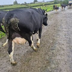 Pbr cows