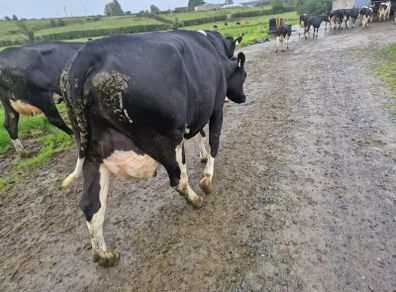 Pbr cows