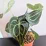 Anthurium Clarinervium Plant Image 3
