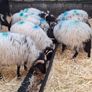Ram lambs Image 2