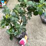 garden plants Image 2