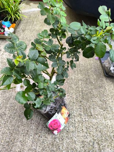 garden plants