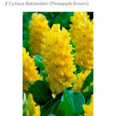 Pineapple Broom Tree in Two Litre Pot