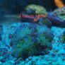 ghost 4 color hammer coral Image 2