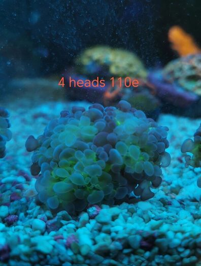 ghost 4 color hammer coral