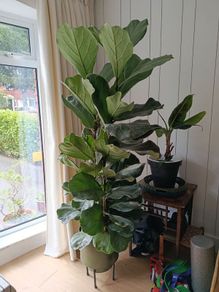 Ficus lyrata - Fiddle Leaf Fig plant