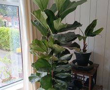 Ficus lyrata - Fiddle Leaf Fig plant