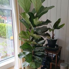 Ficus lyrata - Fiddle Leaf Fig plant
