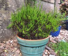 Beautiful Glazed Flower Pot with Heather Included