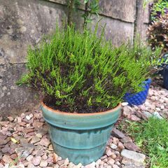 Beautiful Glazed Flower Pot with Heather Included