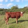 Organic heifers Gort mart Oct 1st Image 7